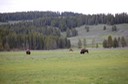 1 Yellowstone (6)