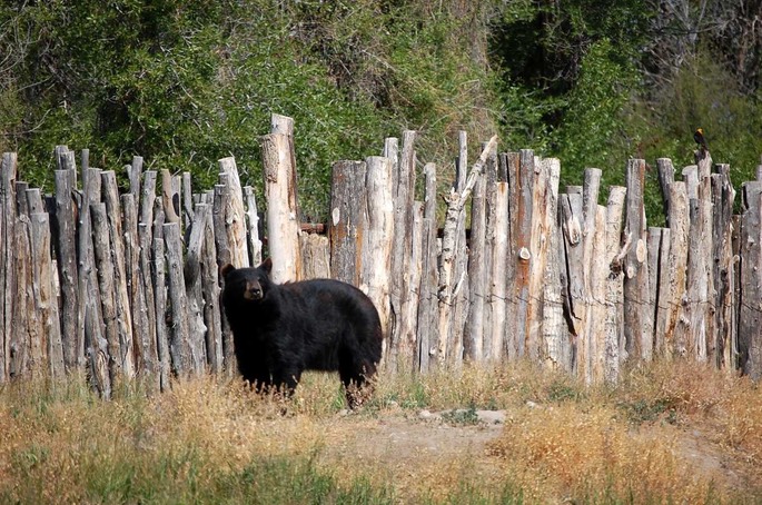 2 Yellowstone Bear World Idaho (4) [Desktop Auflösung]