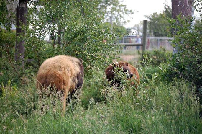 2 Yellowstone Bear World Idaho (6) [Desktop Auflösung]