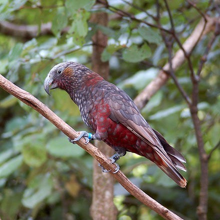 440px-Nestor_meridionalis_-Karori_Wildlife_Sanctuary,_Wellington,_New_Zealand-8.jpg