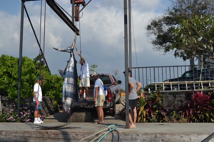 BI Blue Marlin 2 [Desktop Auflösung]