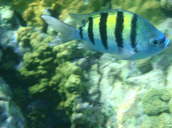 BVI Fisch [Desktop Auflösung]