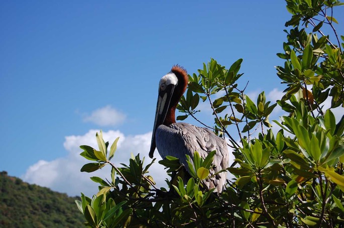 BVI Pelican [Desktop Auflösung]