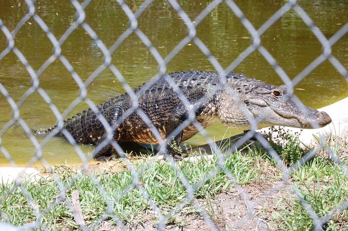 Everglades Alligatorweibchen [Desktop Auflösung]