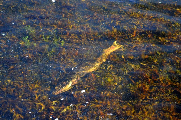 HP  Nichols Bay Lachssterben [Desktop Auflösung]