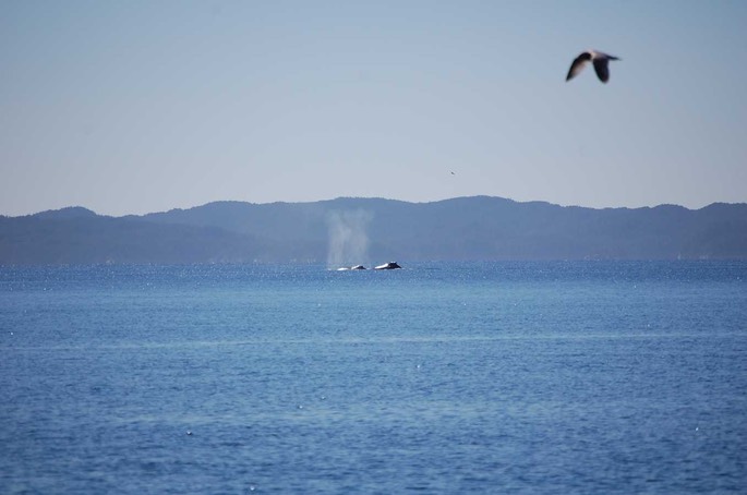 HP Buckelwale Laredo Channel CAN 4 [Desktop Auflösung]