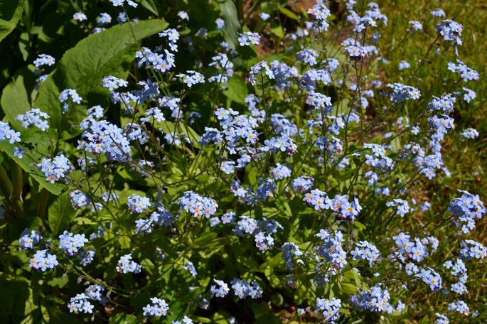 HP Forget-me-not Alaska state flower [Desktop Auflösung]