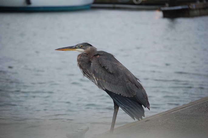 HP Kanadareiher (Ardea herodias) [Desktop Auflösung]