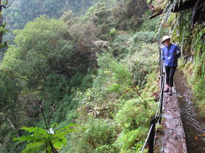 madeira9
