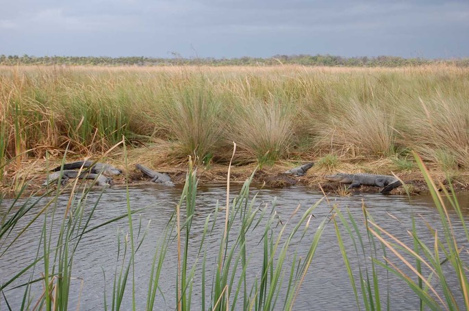 Miami Alligator Natur [Desktop Auflösung]