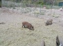 rhodoswildschweine