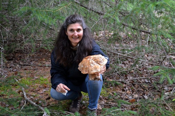 Skagway Steinpilz [Desktop Auflösung]