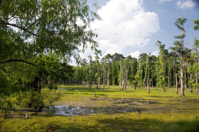 Sam Houston Jones State Park LA