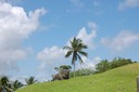 Tobago Mt Dillon Palme [Desktop Auflösung]