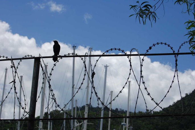 Trinidad Chaguaramas Vogerl am Zaun [Desktop Auflösung]