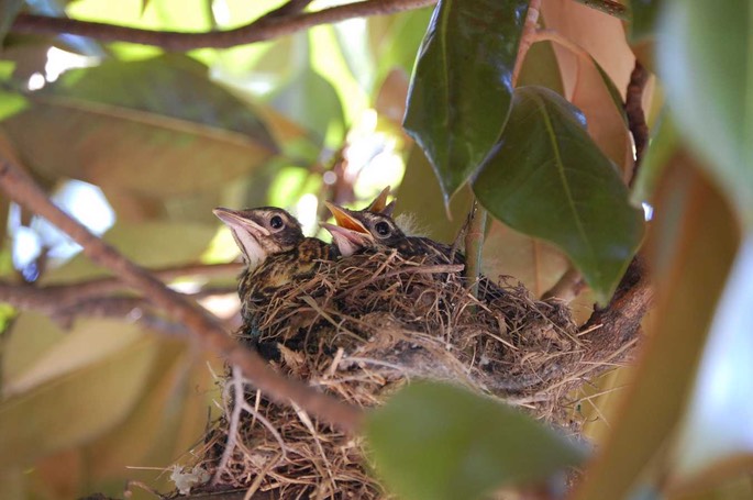 Vogelkinder am Arlington Friedhof