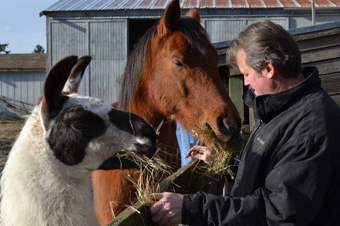 WA BE Pyjama Lama u Rush [Desktop Auflösung]