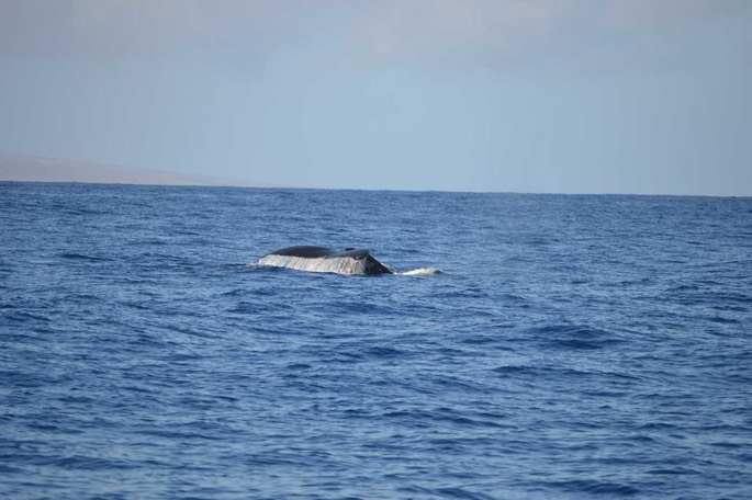 Wale 7 [Desktop Auflösung]